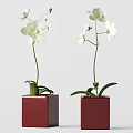 Elegant White Orchid Flowers in Red Square Vases Minimalist Home Decor