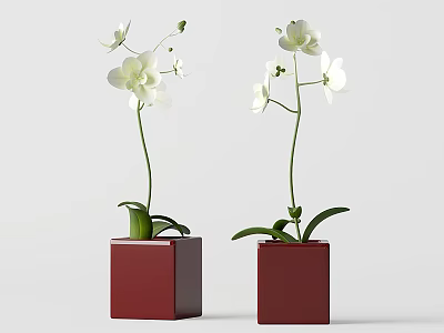 Elegant White Orchid Flowers in Red Square Vases Minimalist Home Decor 3d model