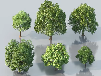 Green Leafy Trees With Various Sizes And Shadows For Landscape Design 3d model