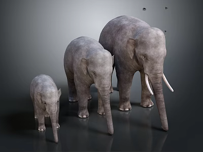 Three Gray Elephants Standing Together In Size Order Small Medium Large 3d model