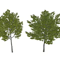 Two Green Trees With Lush Foliage And Slender Trunks On White Background 3d model