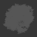 Olive Tree With Dense Green Foliage And Textured Trunk Isolated On Black Background