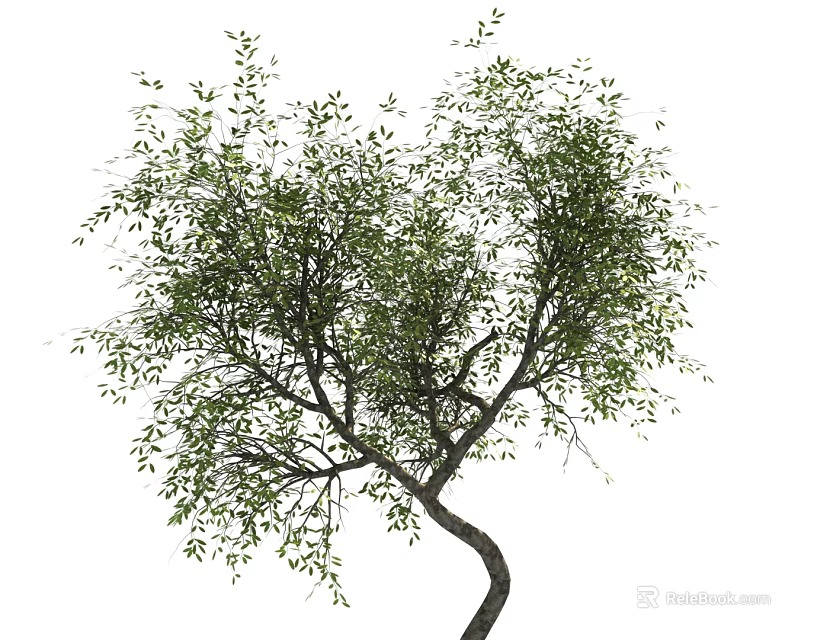 Natural Garden Tree With Curved Trunk And Lush Green Leaves In View 3d model 