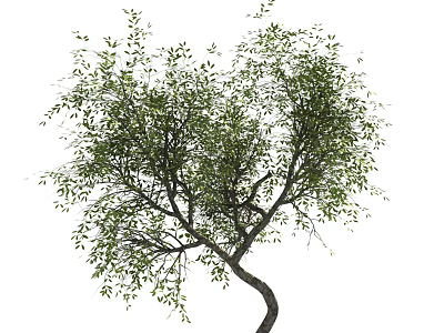 Natural Garden Tree With Curved Trunk And Lush Green Leaves In View 3d model