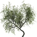 Natural Garden Tree With Curved Trunk And Lush Green Leaves In View
