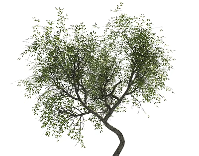 Natural Garden Tree With Curved Trunk And Lush Green Leaves In View 3d model