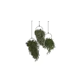 Indoor Decorative Hanging Plants with Lush Green Foliage and Metal Ring Design
