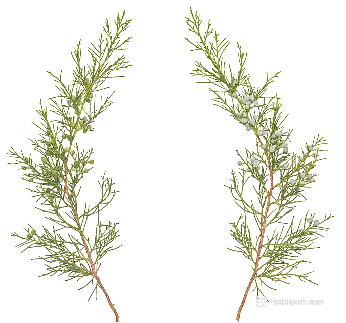 Lush Arbor Branches With Green Foliage And Delicate Needle Details 3d model 
