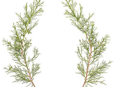 Lush Arbor Branches With Green Foliage And Delicate Needle Details 3d model