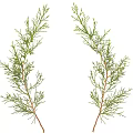 Lush Arbor Branches With Green Foliage And Delicate Needle Details