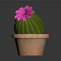 Vibrant Green Round Cactus with Pink Flower in Decorative Brown Terracotta Pot