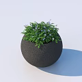 Black Spherical Textured Bonsai Plant Pot With Green Leaves And Purple Small Flowers