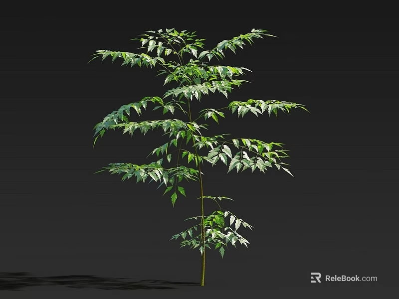 Tall Single Arbor With Lush Green Leaves Isolated On Dark Background 3d model 