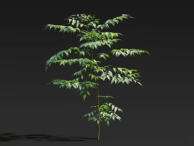 Tall Single Arbor With Lush Green Leaves Isolated On Dark Background 3d model