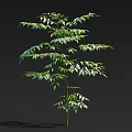Tall Single Arbor With Lush Green Leaves Isolated On Dark Background