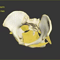 Female Pelvis 3D Medical Anatomical Model Showing Detailed Muscle Structure