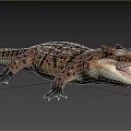 Crocodile Reptile With Open Mouth And Patterned Skin In Natural Habitat