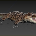 Madagascar Cape Crocodile Wildlife Creatures 3d model