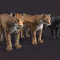 Three Majestic Big Cats Leopard Puma and Black Panther Standing Together