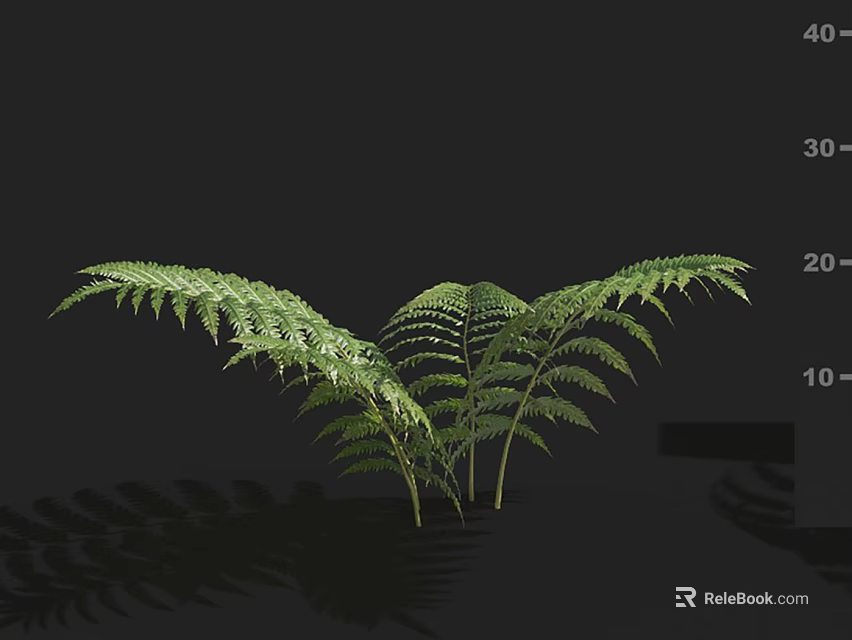 Green Fern Plants with Lush Pinnate Fronds Against Black Background and Natural Shadows 3d model 