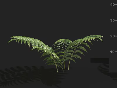 Green Fern Plants with Lush Pinnate Fronds Against Black Background and Natural Shadows 3d model