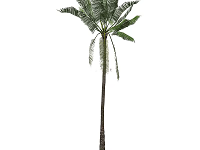Lush Tropical Palm Tree with Long Green Leaves and Thick Trunk 3d model