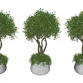 Lush Green Bonsai Plant With Dense Foliage And Twisted Branches In White Pot
