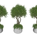 Nordic potted plants indoor potted potted trees outdoor cement potted plants trees potted trees green plants 3d model