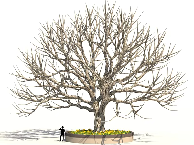 Tall Leafless Tree With Thick Trunk And Circular Flower Bed With Yellow Flowers Beside Person 3d model