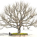 Tall Leafless Tree With Thick Trunk And Circular Flower Bed With Yellow Flowers Beside Person