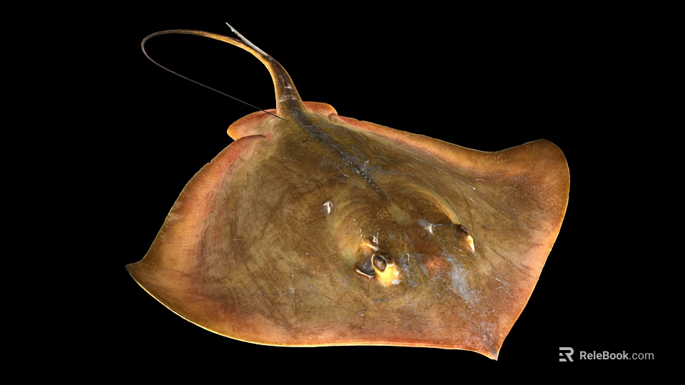 Brown Stingray With Flat Body And Long Tail In Close Up View 3d model 