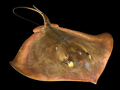 Modern Mink Fish Octopus Red Stingray 3d model