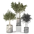 Bonsai Potted Plants With Twisted Trunks Green Foliage In Textured White Black Pots