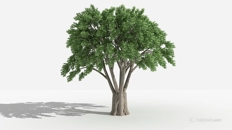 Lush Green Tree with Thick Multiple Trunks and Dense Foliage Isolated on White Background 3d model 