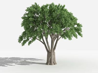 Lush Green Tree with Thick Multiple Trunks and Dense Foliage Isolated on White Background 3d model