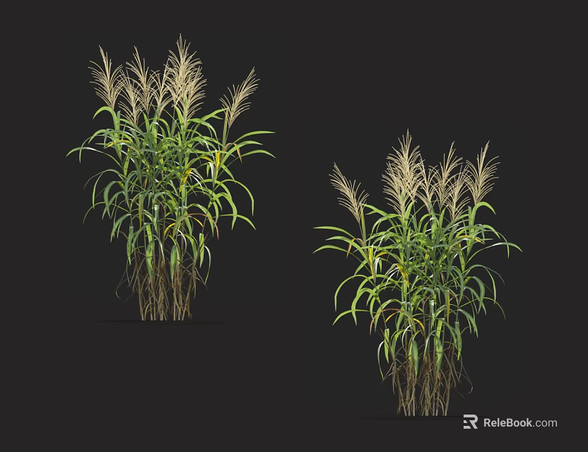 Two Green Leaf Plants With White Feathery Spikes Against Black Background 3d model 