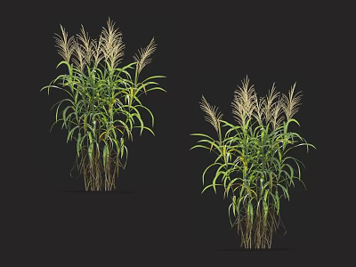 Two Green Leaf Plants With White Feathery Spikes Against Black Background 3d model