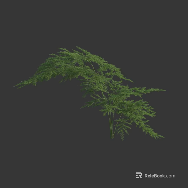 Lush Green Fern Plant With Dense Leaves 3D Model Isolated On Dark Background 3d model 