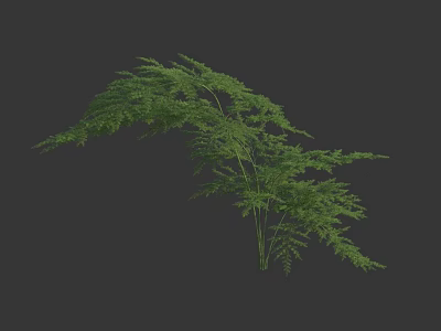 Lush Green Fern Plant With Dense Leaves 3D Model Isolated On Dark Background 3d model