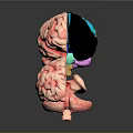 3D Anatomical Brain Model Medical Device with Detailed Structure for Medical Education and Research