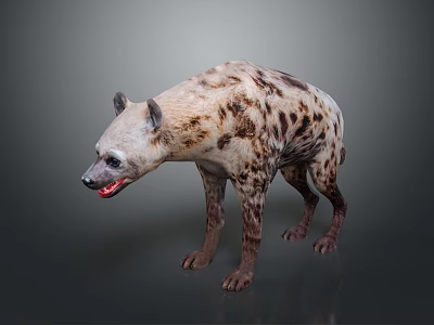 Spotted Hyena Standing on Gray Background with Open Mouth and Realistic Fur 3d model