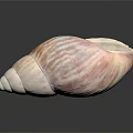 Pink And White Spiral Seashell On Smooth Black Surface With Reflection 3d model