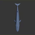 Blue Whale 3D Model With Smooth Surface On Gray Background