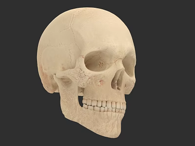 Detailed Human Skull Anatomical Features Including Cranium Eye Sockets And Teeth 3d model