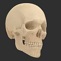 Detailed Human Skull Anatomical Features Including Cranium Eye Sockets And Teeth 3d model