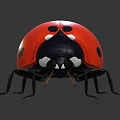 Detailed View Of Red Ladybug With Black Spots And Shiny Body