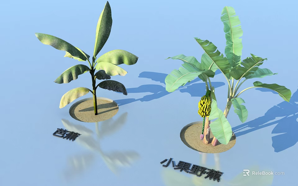 Banana Trees with Green Foliage and Small Fruited Wild Banana Traits 3d model 