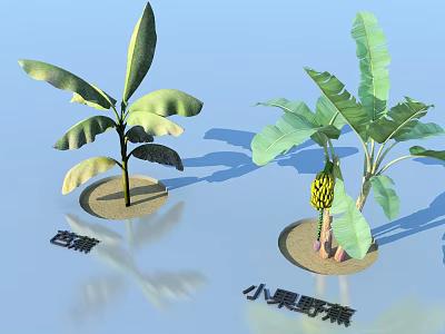 Banana Trees with Green Foliage and Small Fruited Wild Banana Traits 3d model