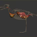 Transparent Bird Skeleton Model With Visible Red And Orange Internal Organs Against Dark Background 3d model