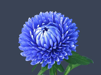 Vibrant Blue Dahlia Flower with Fresh Green Leaves on Gray Background 3d model